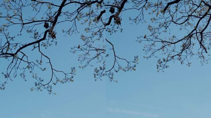 春天晴天天空树枝