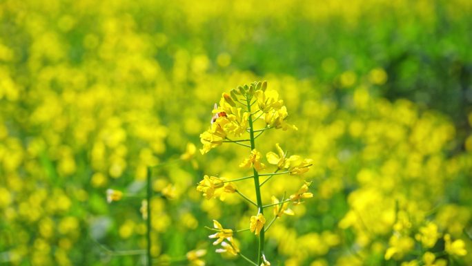 油菜花 蜜蜂 采蜜 授粉 蜜蜂油菜花