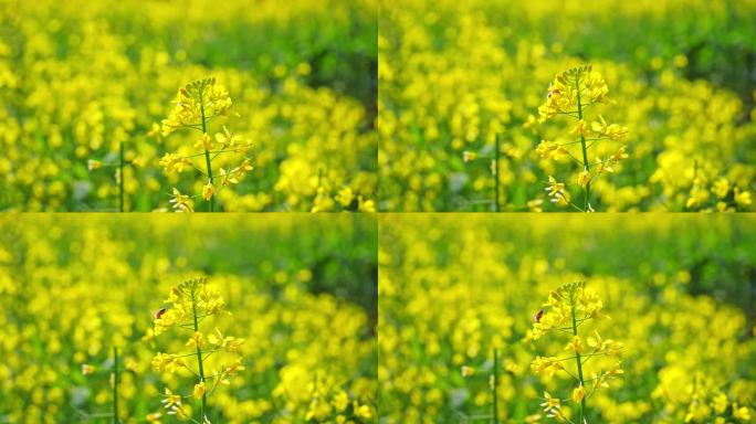 油菜花 蜜蜂 采蜜 授粉 蜜蜂油菜花