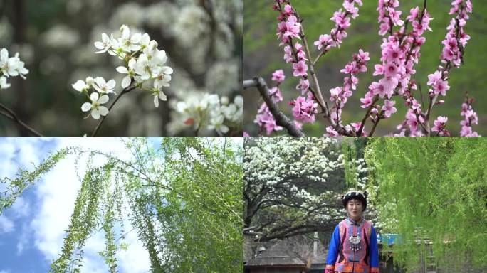 理县桃坪羌寨春天桃花樱花29个镜头