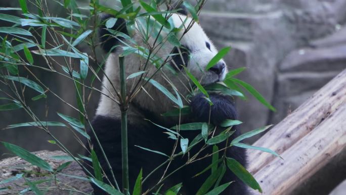 动物园大熊猫吃竹叶渝可渝爱