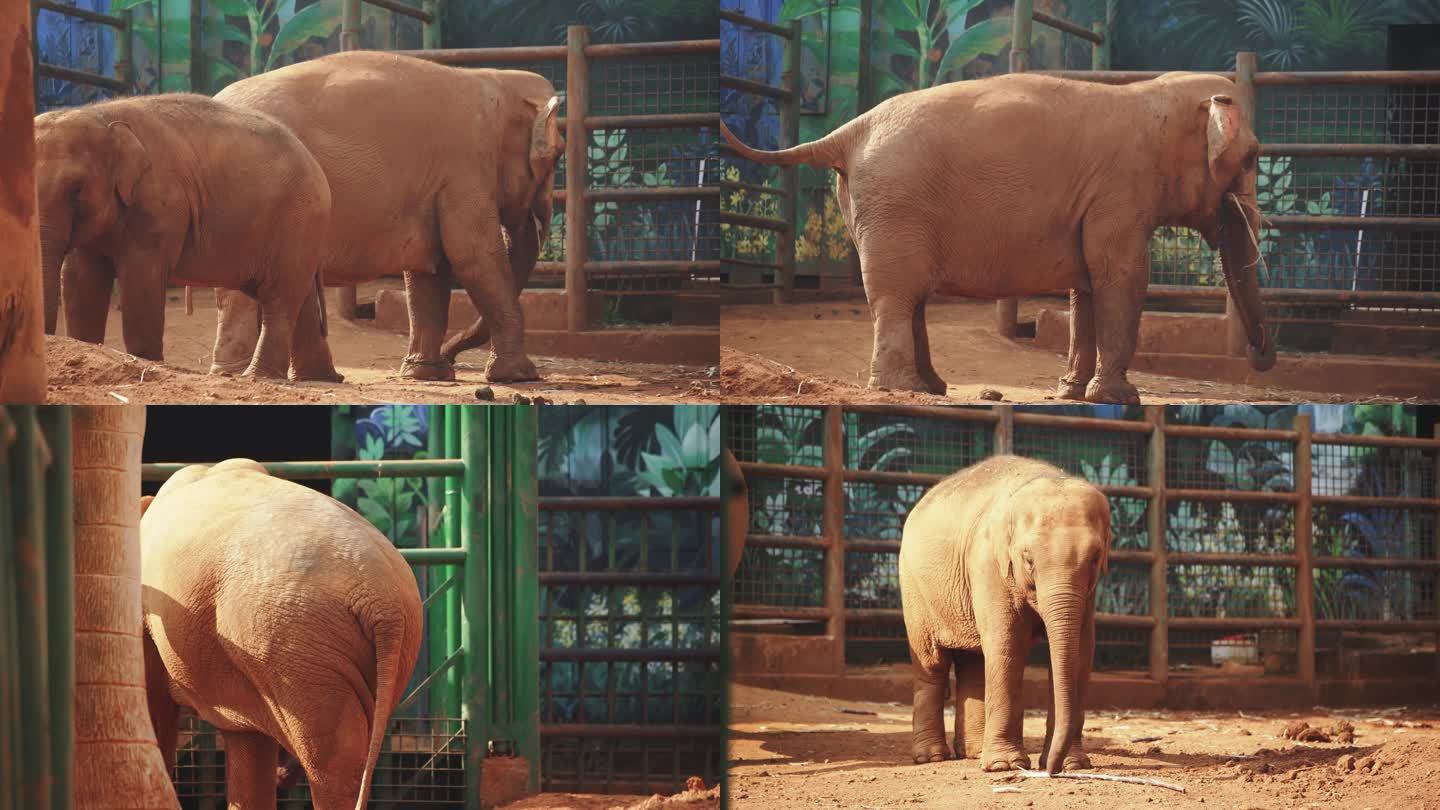大象 象  动物 动物园 生物多样性