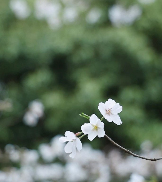 樱花 春天 生机 春暖花开 万物复苏