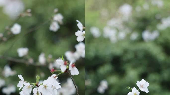 樱花 春天 生机 春暖花开 万物复苏