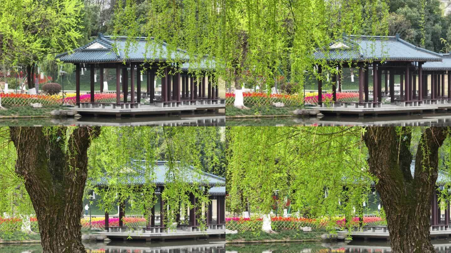 公园亭子春天柳树水面湖面实拍原素材