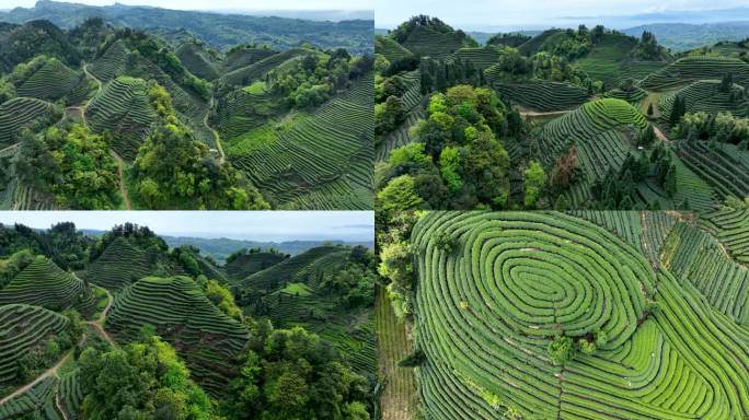 蒙顶山茶园梯田航拍名山茶乡茶山