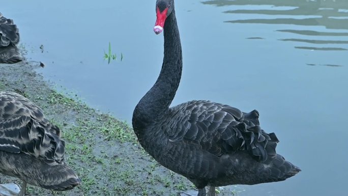 池塘里游泳的黑天鹅