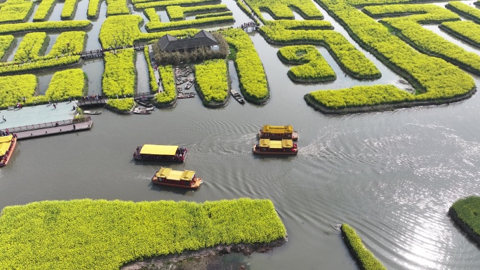 航拍油菜花 江苏兴化水上花海旅游