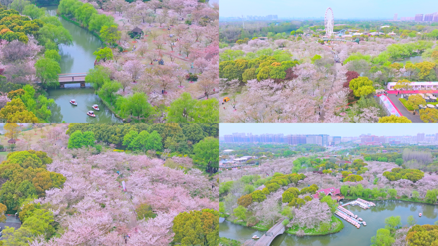 航拍上海宝山顾村公园樱花季樱花