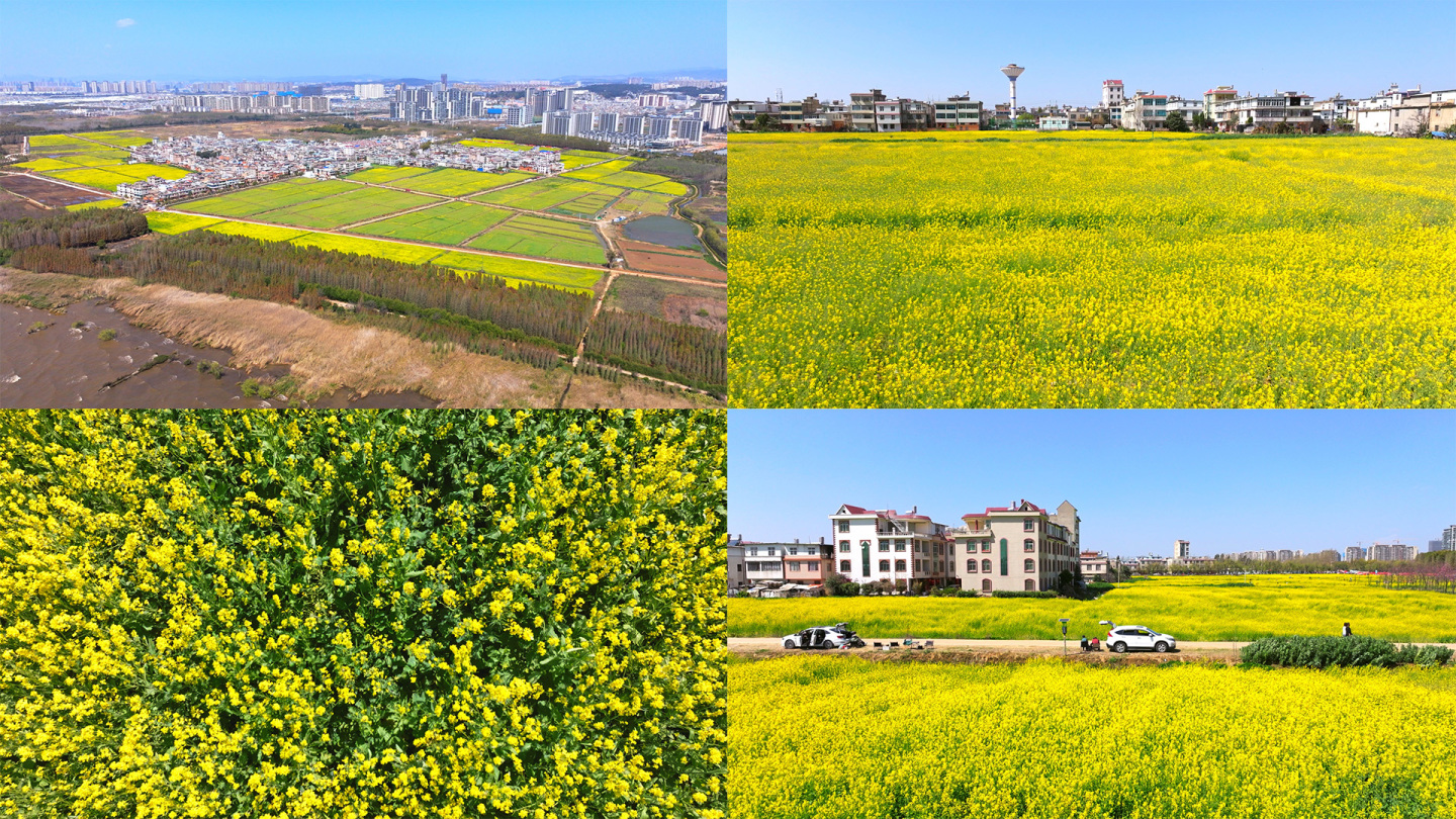 油菜花|油菜花航拍|油菜花花海