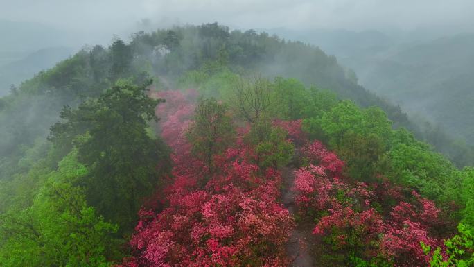 航拍实拍原生态高山杜鹃花映山红