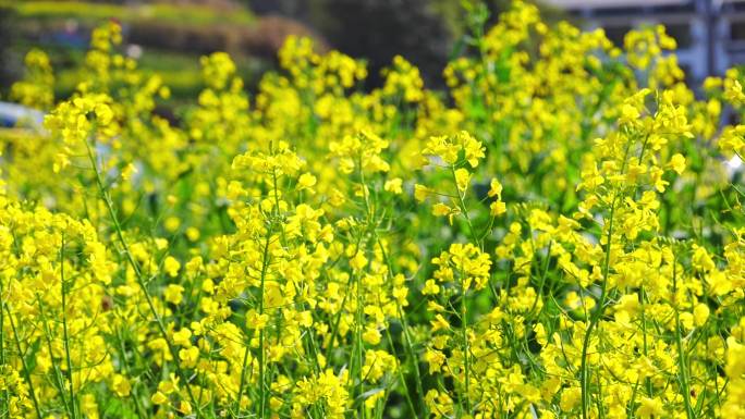 油菜花 蜜蜂 采蜜 授粉 蜜蜂油菜花