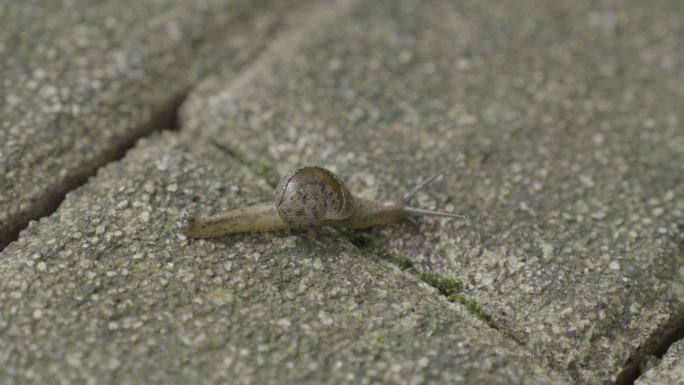 蜗牛 爬 公园 动物