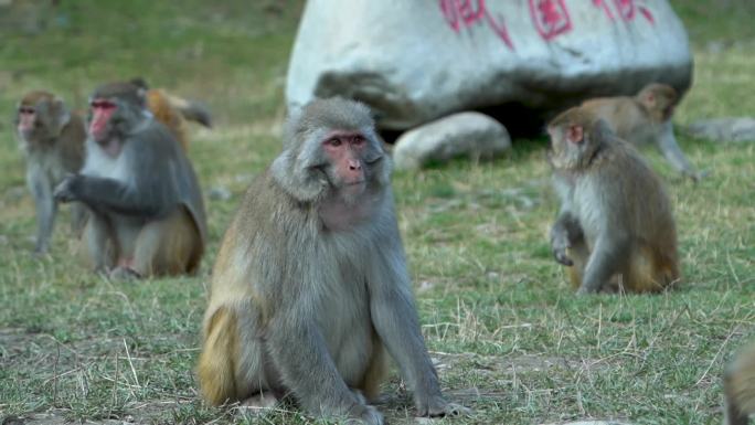 藏酋猴达古冰川猴子