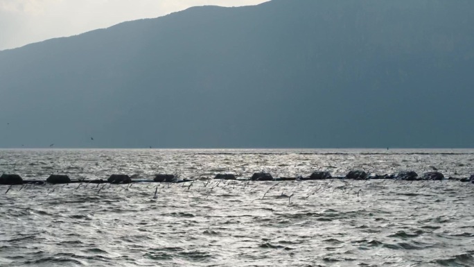 海边女子剪影 海鸟 昆明海埂 海鸥 黄昏