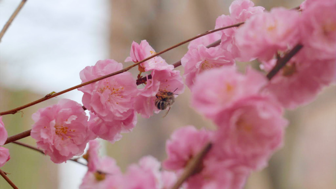 樱花梅花桃花杏花盛开