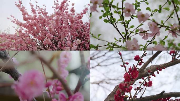 樱花梅花桃花杏花盛开