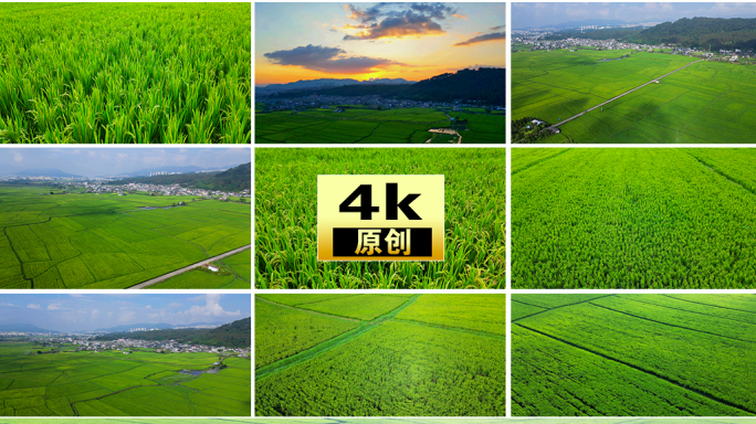 稻田水稻种植农业乡村振兴美丽乡村