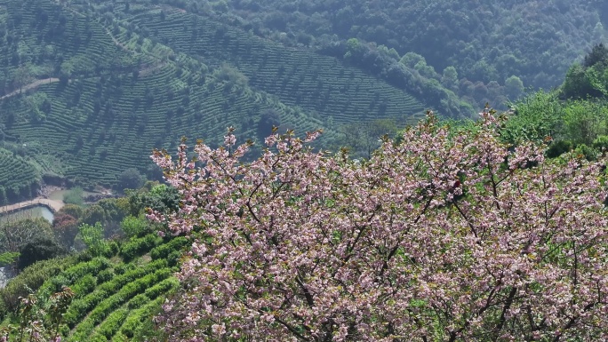 江南浙江绍兴诸暨茶山茶园茶场晚樱花实拍