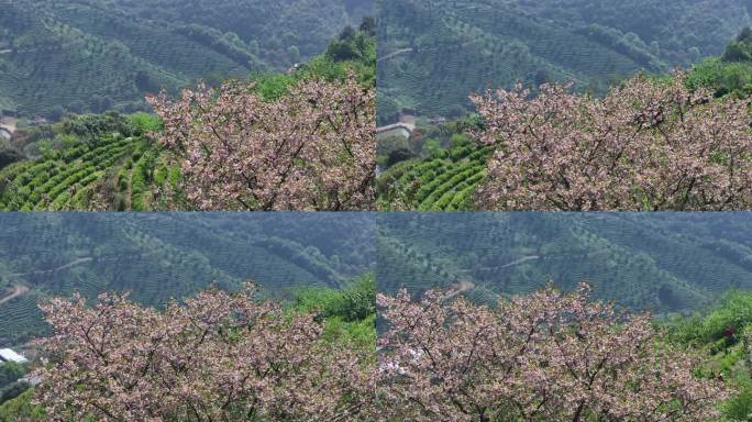 江南浙江绍兴诸暨茶山茶园茶场晚樱花实拍