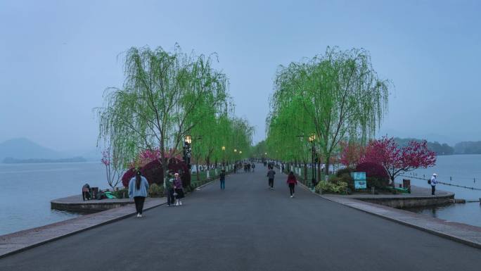 春天早晨桃花盛放枊树发新牙的杭州西湖白堤