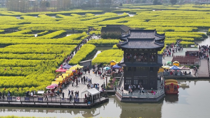 航拍油菜花 江苏兴化水上花海旅游