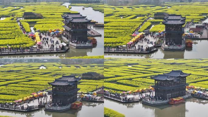 航拍油菜花 江苏兴化水上花海旅游