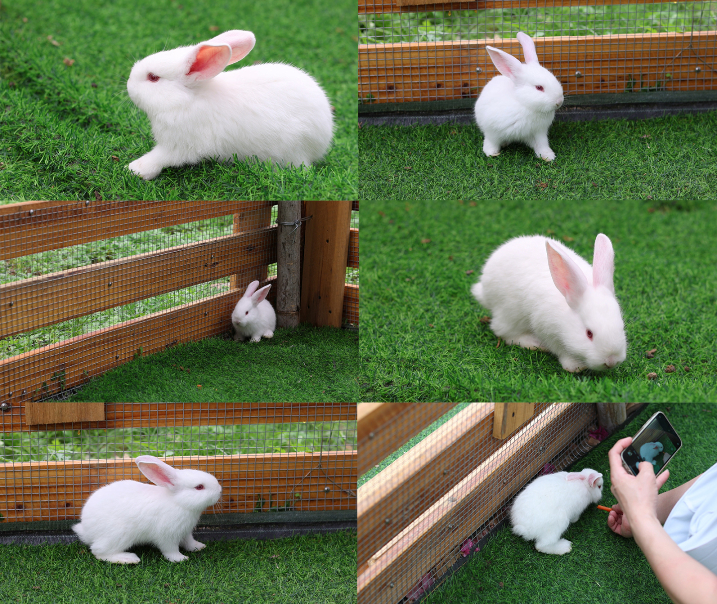 【4k】可爱的小白兔