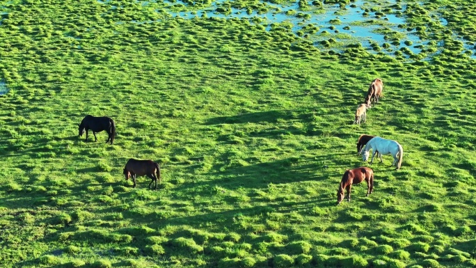 草原马群吃草航拍