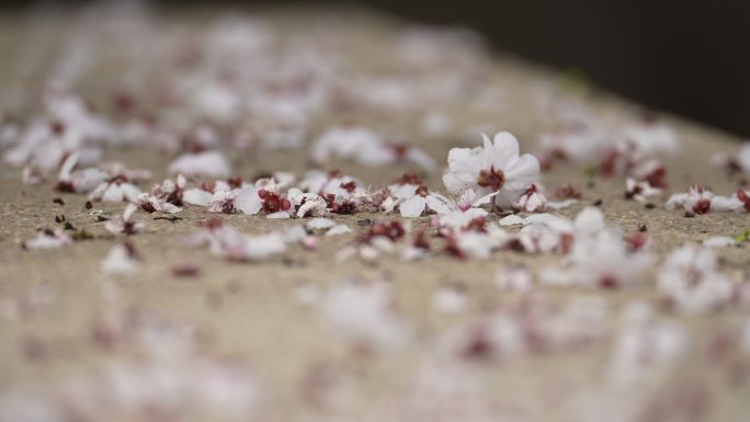 东京樱花 花瓣飘落