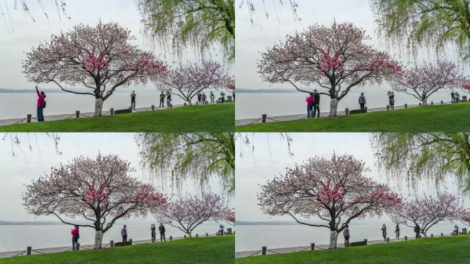 春天早晨杭州西湖白堤一棵盛开的双色桃花