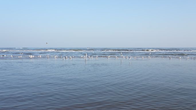 大海海浪海鸥4K摄影