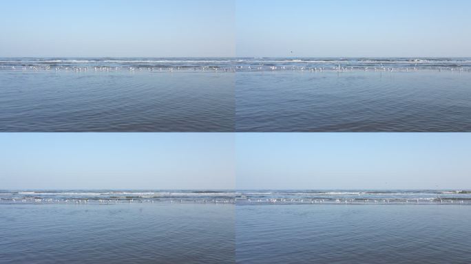 大海海浪海鸥4K摄影
