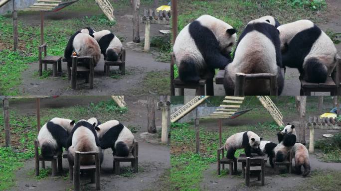 动物园大熊猫四喜丸子