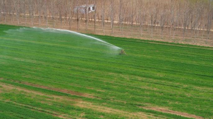 春天麦地绿色麦田浇水灌溉