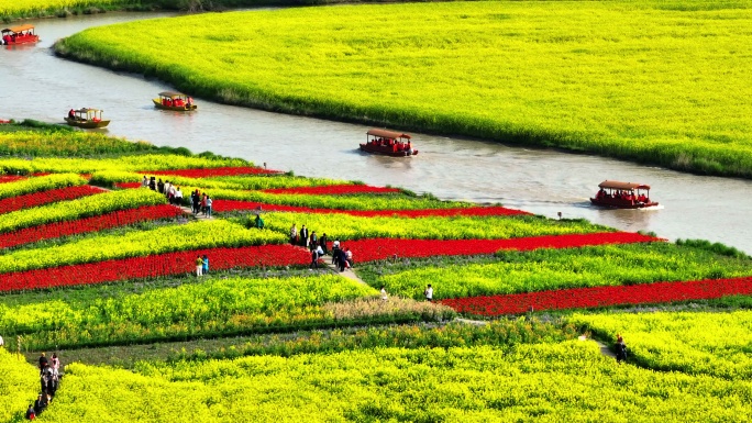 油菜花小船摇曳