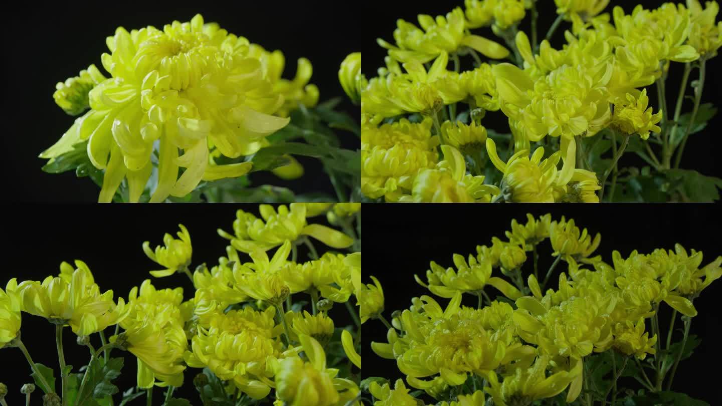 盛开的黄色菊花-4K