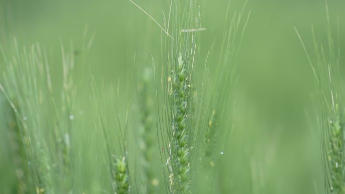 麦田麦地麦子麦穗特写实拍原素材芒种