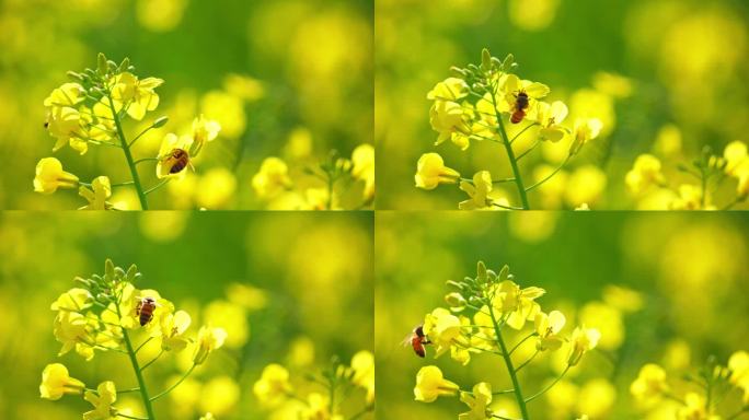 油菜花 蜜蜂 采蜜 授粉 蜜蜂油菜花