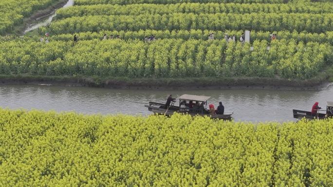 航拍视角江苏泰州兴化千垛油菜花