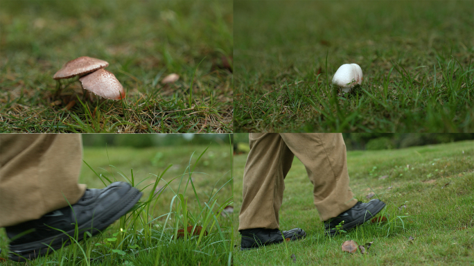 踩踏蘑菇踩踏小草脚踩蘑菇脚踩小草
