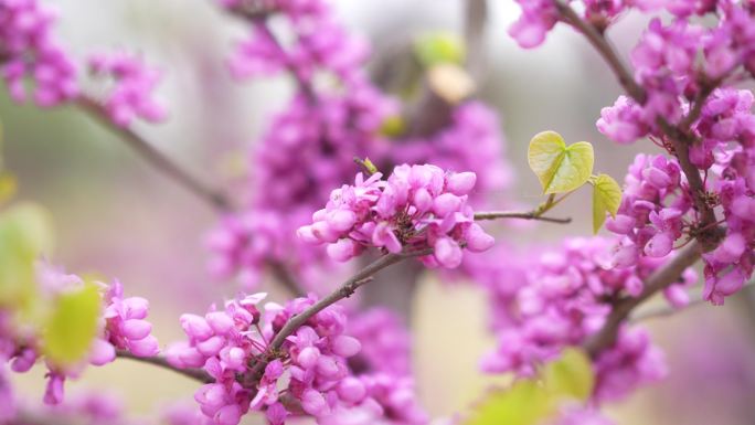 紫荆花