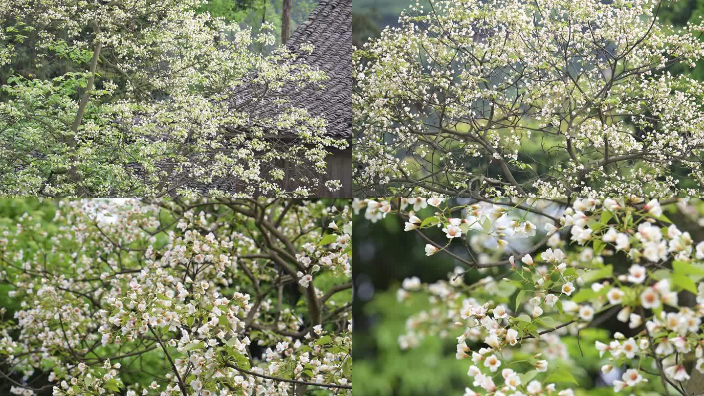春天三月花开油桐树开花桐油树花朵