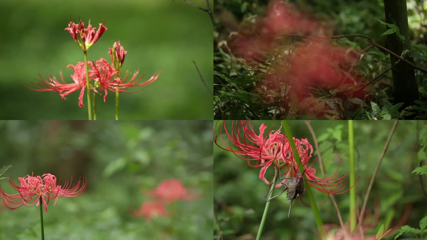 彼岸花曼珠华沙石蒜森林