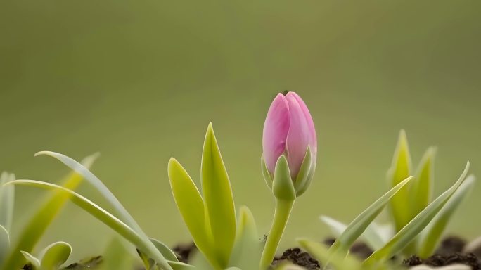 植物生长绿植