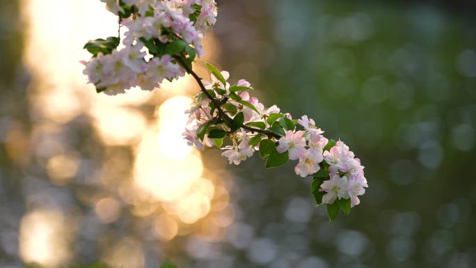 海棠花开唯美