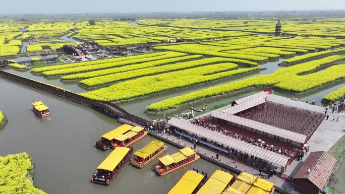 航拍油菜花 江苏兴化水上花海旅游