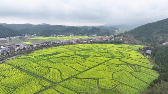 4K航拍湖南省攸县云雾下的油菜花田