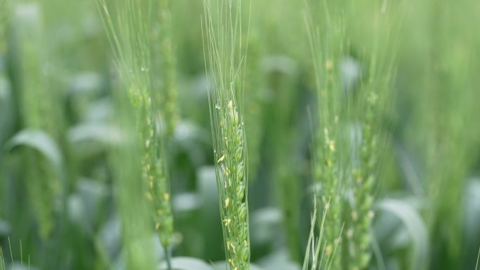 麦田麦地麦穗特写唯美安静芒种节气实拍素材