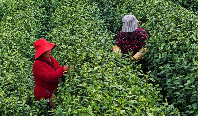 航拍安吉茶园采茶工 浙江茶山茶园